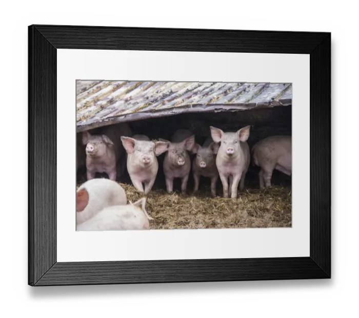 Framed Print : Domestic Pig, fattening weaners, group standing in straw yard with tin roof, Rotherham, South Yorkshire, England