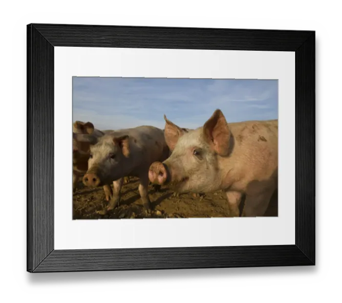 Framed Print : Domestic Pig, young, group in open field on commercial freerange unit, Norfolk, England, March Framed Print : Domestic Pig, young, group in open field on commercial freerange unit, Norfolk, England, March