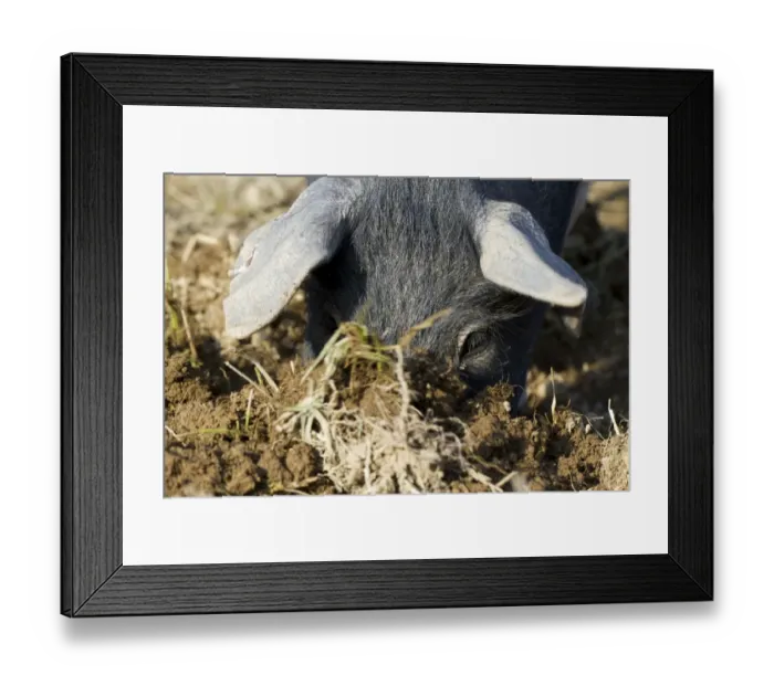 Framed Print : Domestic Pig, Saddleback, weaned piglet, close-up of head, rooting for food in field, Powys, Wales, March Framed Print : Domestic Pig, Saddleback, weaned piglet, close-up of head, rooting for food in field, Powys, Wales, March
