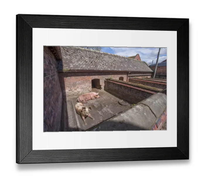 Framed Print : Domestic Pig, two sows, resting in old brick built sty, Cheshire, England, May Framed Print : Domestic Pig, two sows, resting in old brick built sty, Cheshire, England, May