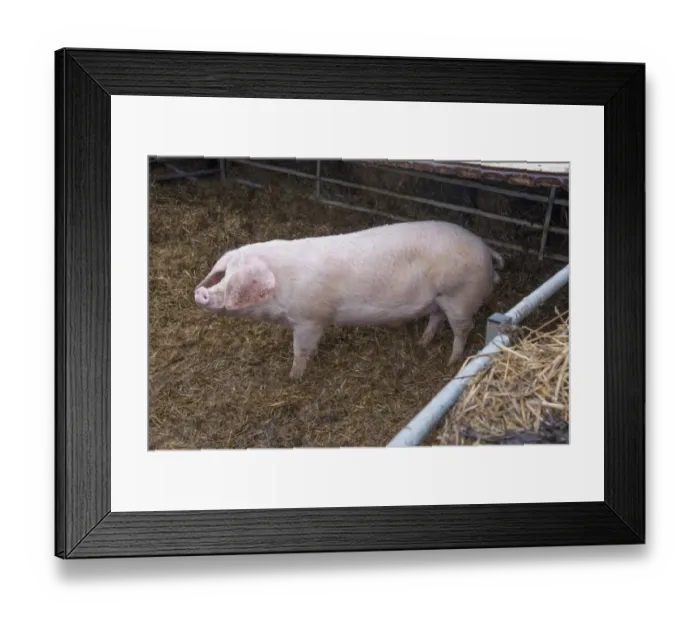 Framed Print : Domestic Pig, British Lop, boar, standing on straw in pen, Rotherham, South Yorkshire, England, February Framed Print : Domestic Pig, British Lop, boar, standing on straw in pen, Rotherham, South Yorkshire, England, February