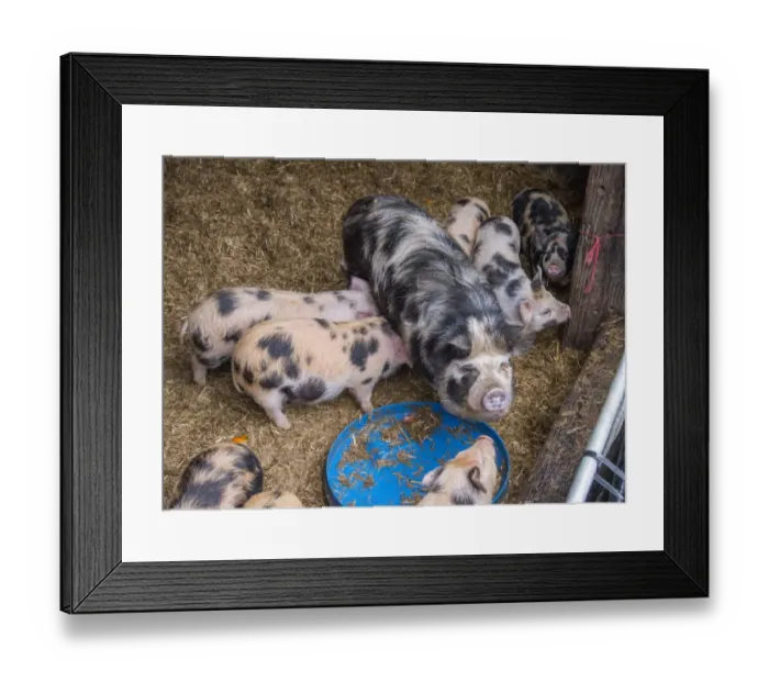 Framed Print : Domestic Pig, Kune Kune, sow and piglets, standing on straw in pen, Rotherham, South Yorkshire, England, February