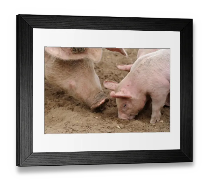 Framed Print : Domestic Pig, sow with piglets, close-up of heads, rooting in field on commercial freerange unit, Suffolk, England
