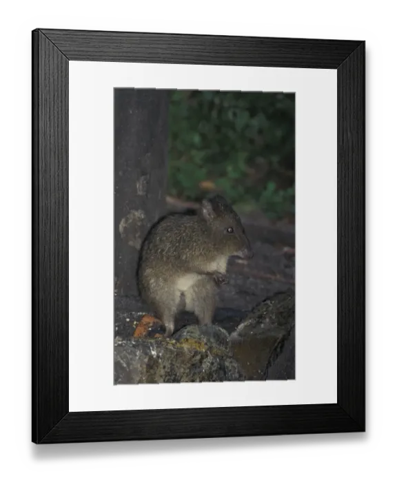 Framed Print : Long-nosed Potoroo (Potorous tridactylus) Tasmania, Australia Framed Print : Long-nosed Potoroo (Potorous tridactylus) Tasmania, Australia