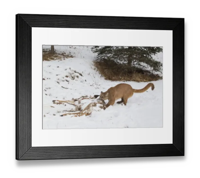Framed Print : Puma (Puma concolor) adult, dragging remains of White-Tailed Deer (Odocoileus virginianus) Framed Print : Puma (Puma concolor) adult, dragging remains of White-Tailed Deer (Odocoileus virginianus)