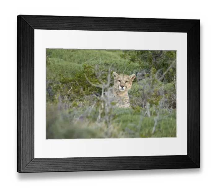 Framed Print : Puma (Puma concolor puma) adult male, resting amongst vegetation, Torres del Paine N. P Framed Print : Puma (Puma concolor puma) adult male, resting amongst vegetation, Torres del Paine N. P