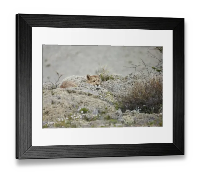 Framed Print : Puma (Puma concolor puma) adult female, resting amongst calcium carbonate rocks, Torres del Paine N. P
