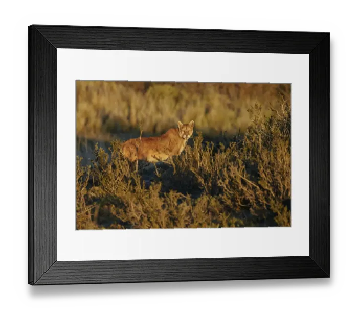 Framed Print : Puma (Puma concolor puma) adult, standing amongst vegetation in evening sunlight, Torres del Paine N. P Framed Print : Puma (Puma concolor puma) adult, standing amongst vegetation in evening sunlight, Torres del Paine N. P
