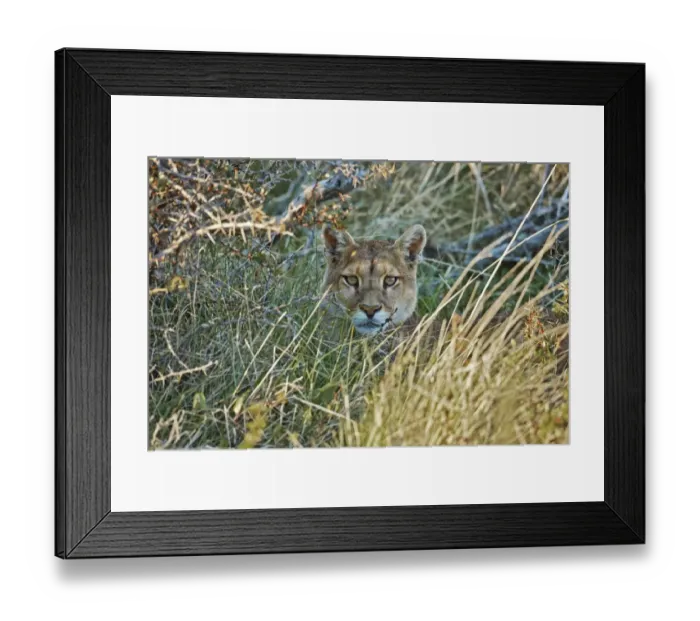 Framed Print : Puma (Puma concolor puma) young male, resting amongst vegetation, Torres del Paine N. P Framed Print : Puma (Puma concolor puma) young male, resting amongst vegetation, Torres del Paine N. P