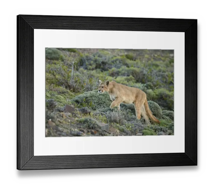 Framed Print : Puma (Puma concolor puma) adult female, walking on slope, Torres del Paine N. P. Southern Patagonia, Chile, November Framed Print : Puma (Puma concolor puma) adult female, walking on slope, Torres del Paine N. P. Southern Patagonia, Chile, November