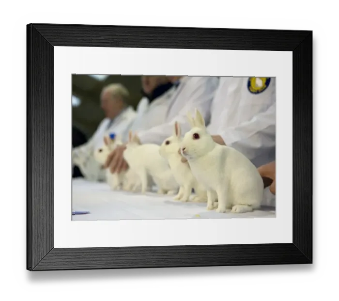 Framed Print : Domestic Rabbit, Netherland Dwarf, albino adults, being judged at show, England, January