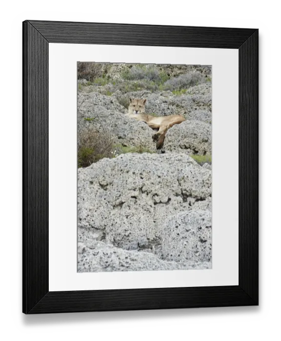 Framed Print : Puma (Puma concolor puma) adult female, resting on calcium carbonate rocks, Torres del Paine N. P Framed Print : Puma (Puma concolor puma) adult female, resting on calcium carbonate rocks, Torres del Paine N. P