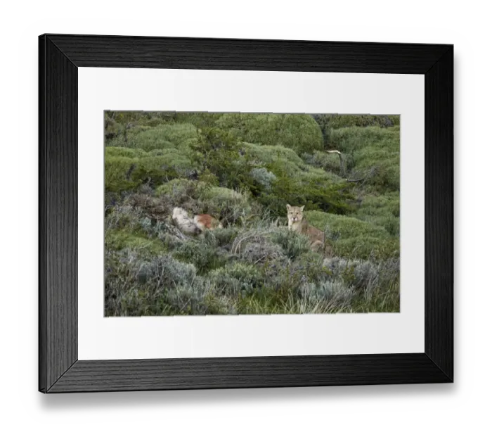 Framed Print : Puma (Puma concolor puma) adult male, sitting beside half-covered Guanaco (Lama guanicoe) kill, Torres del Paine N. P Framed Print : Puma (Puma concolor puma) adult male, sitting beside half-covered Guanaco (Lama guanicoe) kill, Torres del Paine N. P