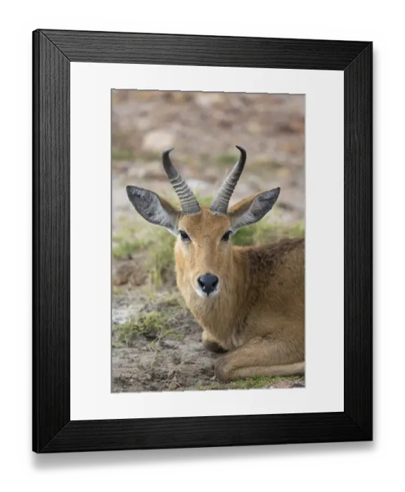 Framed Print : Bohor Reedbuck (Redunca redunca) adult male, close-up of head, resting in savannah, Masai Mara National Reserve, Kenya Framed Print : Bohor Reedbuck (Redunca redunca) adult male, close-up of head, resting in savannah, Masai Mara National Reserve, Kenya