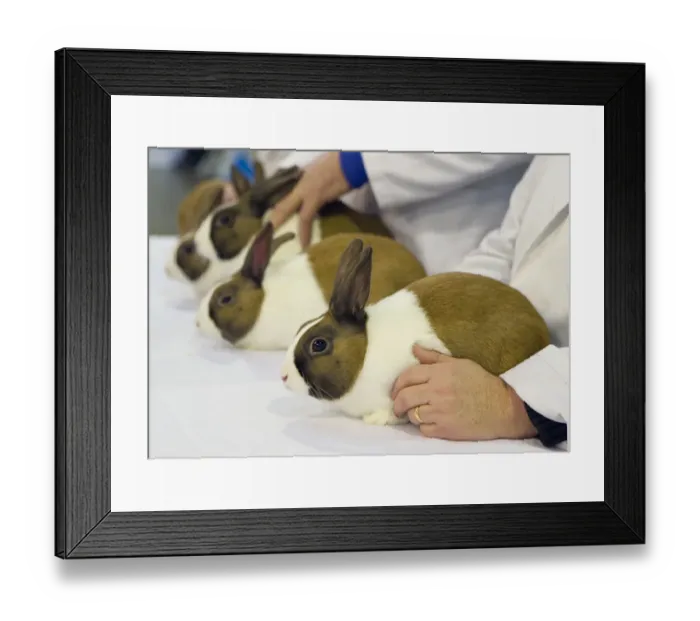 Framed Print : Domestic Rabbit, Dutch, adults, being judged at show, England, January Framed Print : Domestic Rabbit, Dutch, adults, being judged at show, England, January