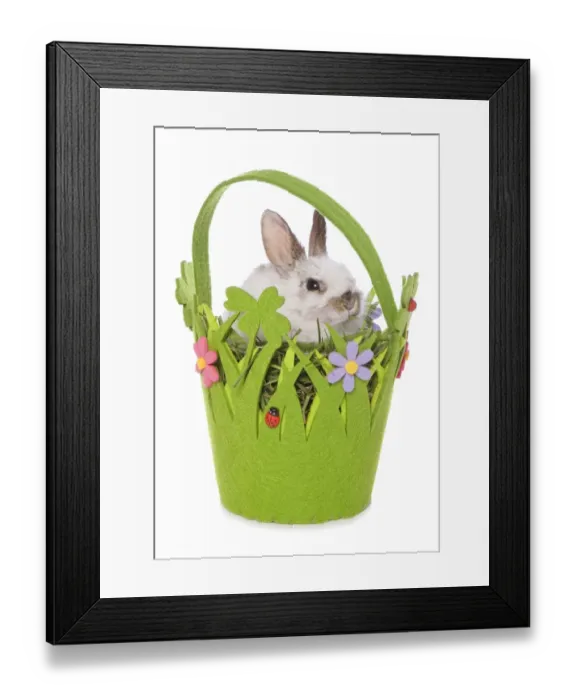Framed Print : Domestic Rabbit, young, sitting in Easter basket Framed Print : Domestic Rabbit, young, sitting in Easter basket