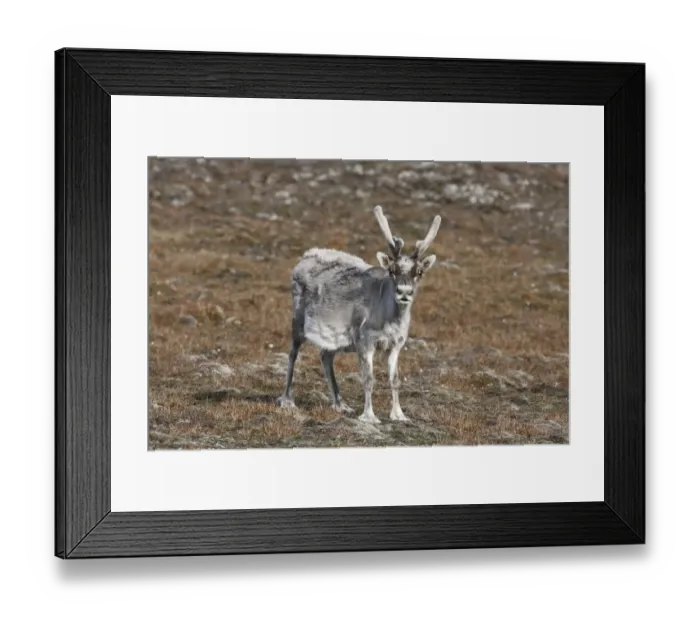 Framed Print : Reindeer (Rangifer tarandus platyrhynchus) adult, with antlers in velvet, moulting coat, Torden Skjold Bukta Framed Print : Reindeer (Rangifer tarandus platyrhynchus) adult, with antlers in velvet, moulting coat, Torden Skjold Bukta