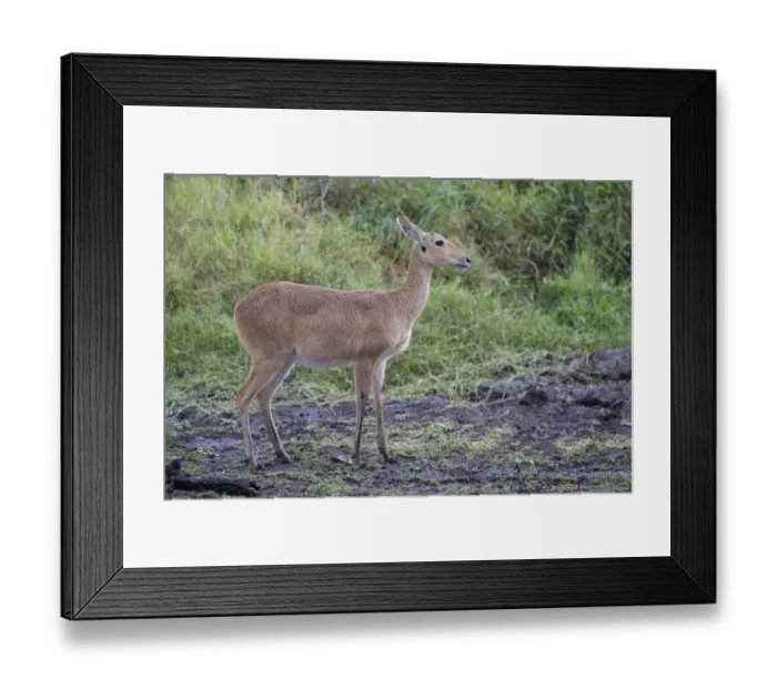 Framed Print : Bohor Reedbuck (Redunca redunca) adult female, standing in savannah, Serengeti N. P. Tanzania, December Framed Print : Bohor Reedbuck (Redunca redunca) adult female, standing in savannah, Serengeti N. P. Tanzania, December