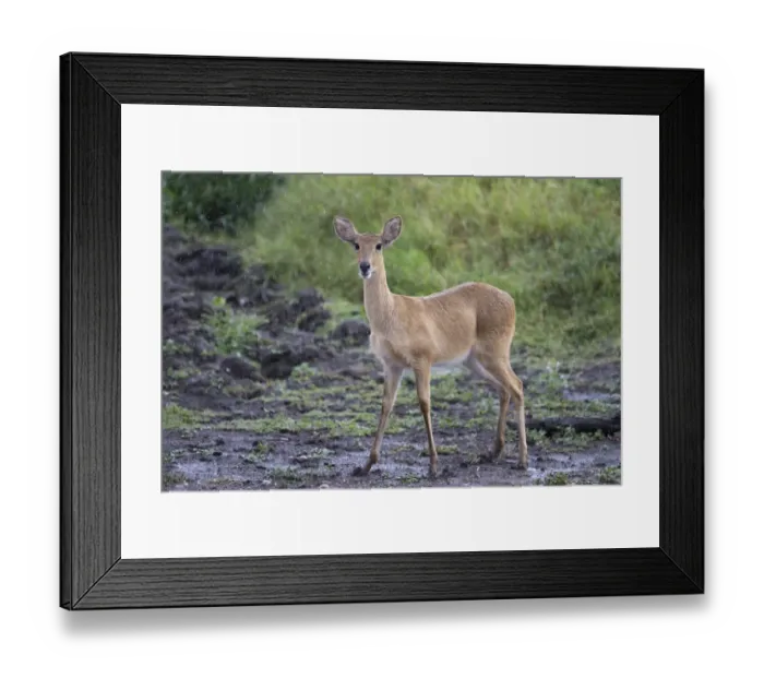 Framed Print : Bohor Reedbuck (Redunca redunca) adult female, standing in savannah during rainfall, Serengeti N. P. Tanzania, December Framed Print : Bohor Reedbuck (Redunca redunca) adult female, standing in savannah during rainfall, Serengeti N. P. Tanzania, December