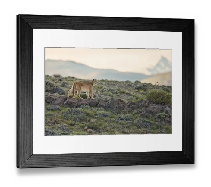 Framed Print : Puma (Puma concolor puma) adult, standing on rocks in mountain habitat, Torres del Paine N. P Framed Print : Puma (Puma concolor puma) adult, standing on rocks in mountain habitat, Torres del Paine N. P