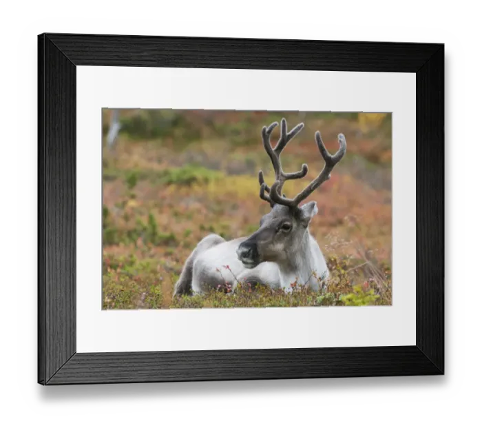 Framed Print : Reindeer (Rangifer tarandus) adult, with antlers in velvet, resting on ground, Pallas-Yllastunturi N. P Framed Print : Reindeer (Rangifer tarandus) adult, with antlers in velvet, resting on ground, Pallas-Yllastunturi N. P