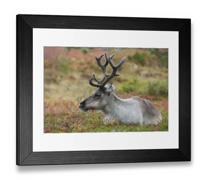 Framed Print : Reindeer (Rangifer tarandus) adult, with antlers in velvet, resting on ground, Pallas-Yllastunturi N. P Framed Print : Reindeer (Rangifer tarandus) adult, with antlers in velvet, resting on ground, Pallas-Yllastunturi N. P