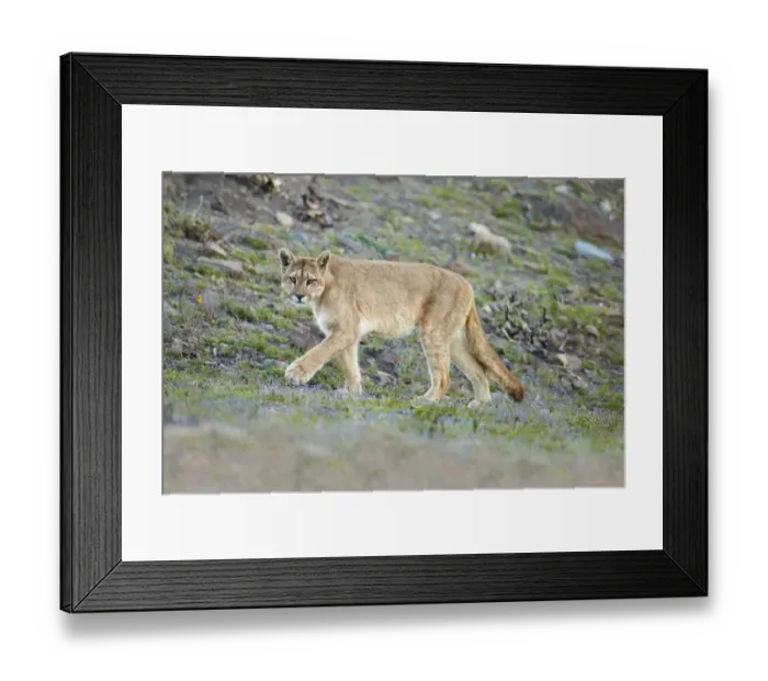 Framed Print : Puma (Puma concolor puma) adult female, walking, Torres del Paine N. P. Southern Patagonia, Chile, November Framed Print : Puma (Puma concolor puma) adult female, walking, Torres del Paine N. P. Southern Patagonia, Chile, November