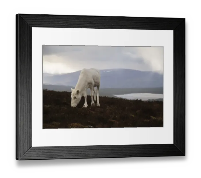 Framed Print : Reindeer (Rangifer tarandus) adult, without antlers, browsing on heather moorland with small lochan in background Framed Print : Reindeer (Rangifer tarandus) adult, without antlers, browsing on heather moorland with small lochan in background