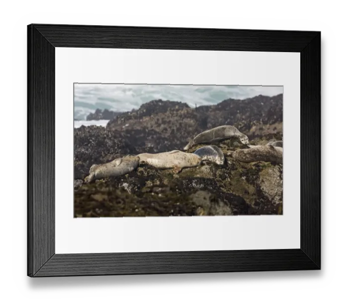 Framed Print : Pacific Common Seal (Phoca vitulina richardsi) adults, group basking on seashore, MacKerricher State Park Framed Print : Pacific Common Seal (Phoca vitulina richardsi) adults, group basking on seashore, MacKerricher State Park