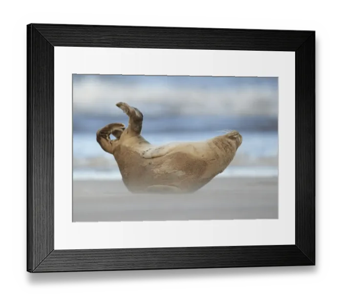 Framed Print : Common Seal (Phoca vitulina) pup, stretching on sandbank, Lincolnshire, England, September Framed Print : Common Seal (Phoca vitulina) pup, stretching on sandbank, Lincolnshire, England, September