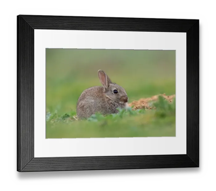 Framed Print : European Rabbit (Oryctolagus cuniculus) young, sitting beside burrow, Norfolk, England, May