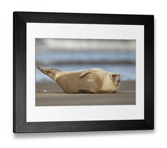 Framed Print : Common Seal (Phoca vitulina) pup, yawning, resting on sandbank, Lincolnshire, England, September