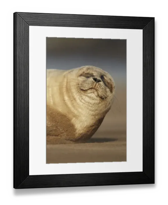 Framed Print : Common Seal (Phoca vitulina) pup, close-up of head, resting on sandbank, Lincolnshire, England, September Framed Print : Common Seal (Phoca vitulina) pup, close-up of head, resting on sandbank, Lincolnshire, England, September