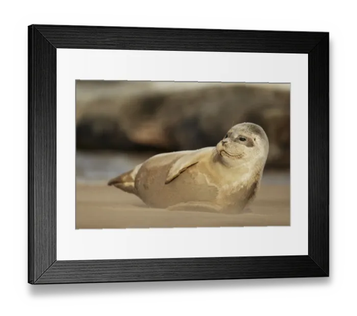 Framed Print : Common Seal (Phoca vitulina) pup, resting on sandbank, with Grey Seal (Halichoerus grypus) in background, Lincolnshire Framed Print : Common Seal (Phoca vitulina) pup, resting on sandbank, with Grey Seal (Halichoerus grypus) in background, Lincolnshire