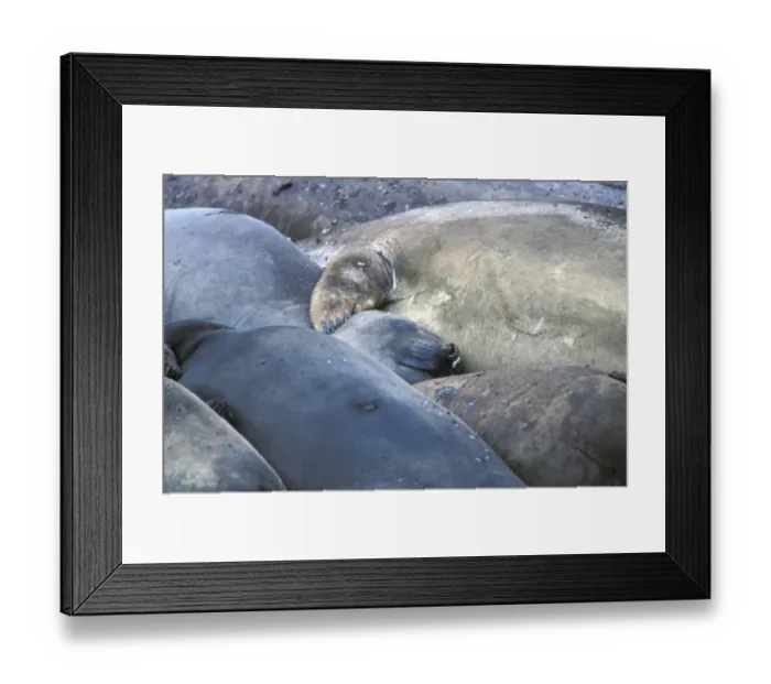 Framed Print : Southern Elephant Seal (Mirounga leonina) Group resting together Framed Print : Southern Elephant Seal (Mirounga leonina) Group resting together