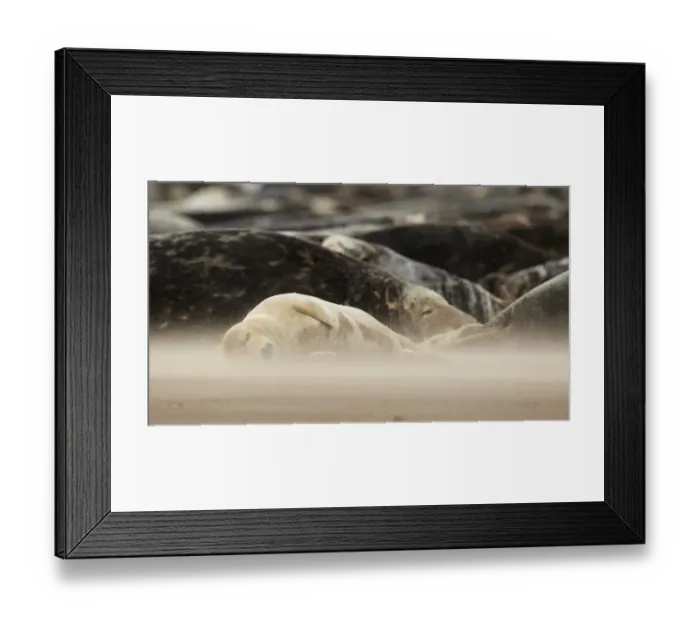 Framed Print : Grey Seal (Halichoerus grypus) group, colony sleeping on sandbank with windblown sand, Lincolnshire, England, September Framed Print : Grey Seal (Halichoerus grypus) group, colony sleeping on sandbank with windblown sand, Lincolnshire, England, September
