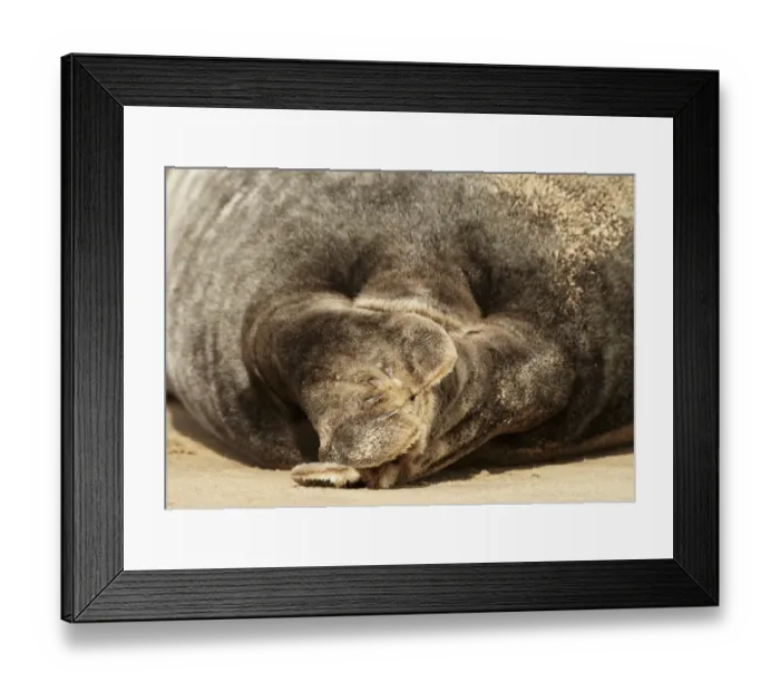 Framed Print : Grey Seal (Halichoerus grypus) adult, close-up of hind flippers, resting on sandbank, Lincolnshire, England, September Framed Print : Grey Seal (Halichoerus grypus) adult, close-up of hind flippers, resting on sandbank, Lincolnshire, England, September