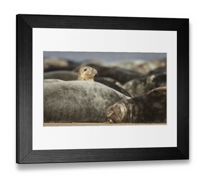 Framed Print : Grey Seal (Halichoerus grypus) immature, looking over colony resting on sandbank, Lincolnshire, England, September Framed Print : Grey Seal (Halichoerus grypus) immature, looking over colony resting on sandbank, Lincolnshire, England, September