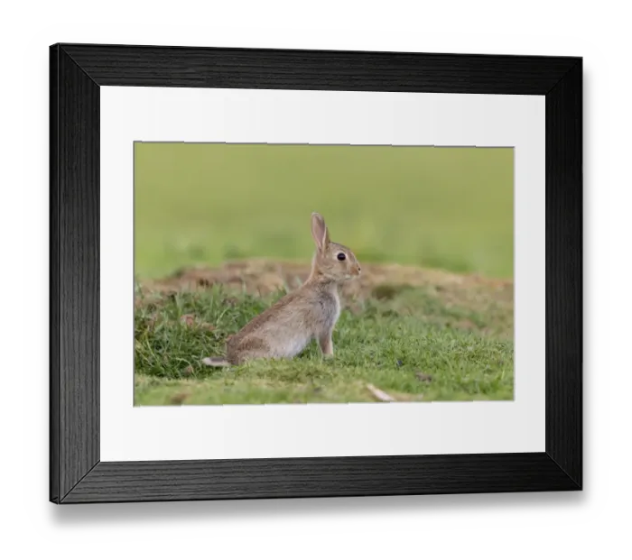 Framed Print : European Rabbit (Oryctolagus cuniculus) young, emerging from burrow, Suffolk, England, June Framed Print : European Rabbit (Oryctolagus cuniculus) young, emerging from burrow, Suffolk, England, June