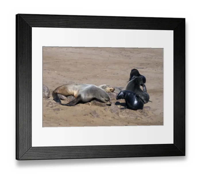 Framed Print : Cape Fur Seal (Arctocephalus pusillus) Female with pup - Namibia Framed Print : Cape Fur Seal (Arctocephalus pusillus) Female with pup - Namibia