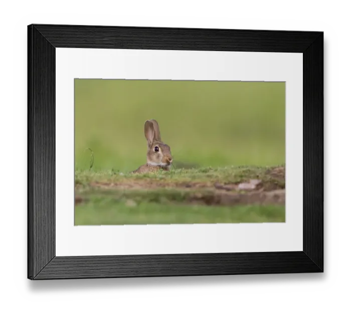 Framed Print : European Rabbit (Oryctolagus cuniculus) young, emerging from burrow, Suffolk, England, June