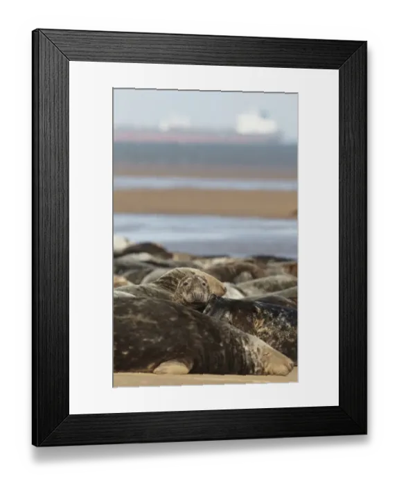 Framed Print : Grey Seal (Halichoerus grypus) group, colony resting on beach, with oil tanker in background, Lincolnshire, England