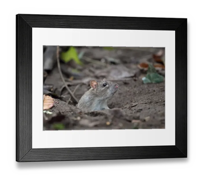 Framed Print : Brown Rat (Rattus norvegicus) adult, looking out from hole, Strumpshaw Fen RSPB Reserve, River Yare, The Broads N. P Framed Print : Brown Rat (Rattus norvegicus) adult, looking out from hole, Strumpshaw Fen RSPB Reserve, River Yare, The Broads N. P