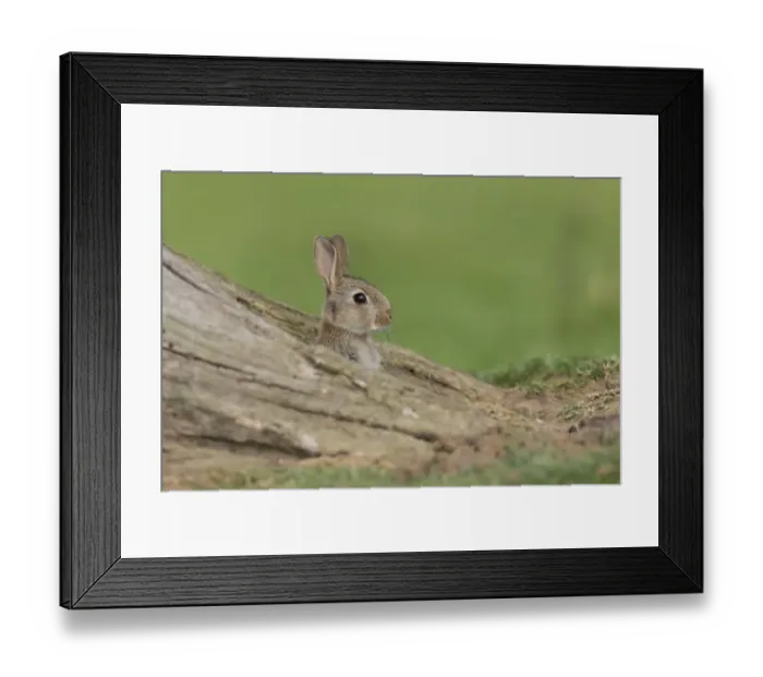 Framed Print : European Rabbit (Oryctolagus cuniculus) young, looking out from burrow between tree roots, Suffolk, England, June Framed Print : European Rabbit (Oryctolagus cuniculus) young, looking out from burrow between tree roots, Suffolk, England, June