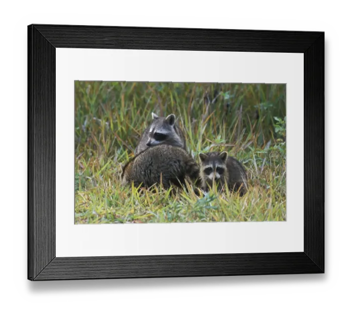 Framed Print : Raccoon (Procyon lotor) Family group - USA Framed Print : Raccoon (Procyon lotor) Family group - USA