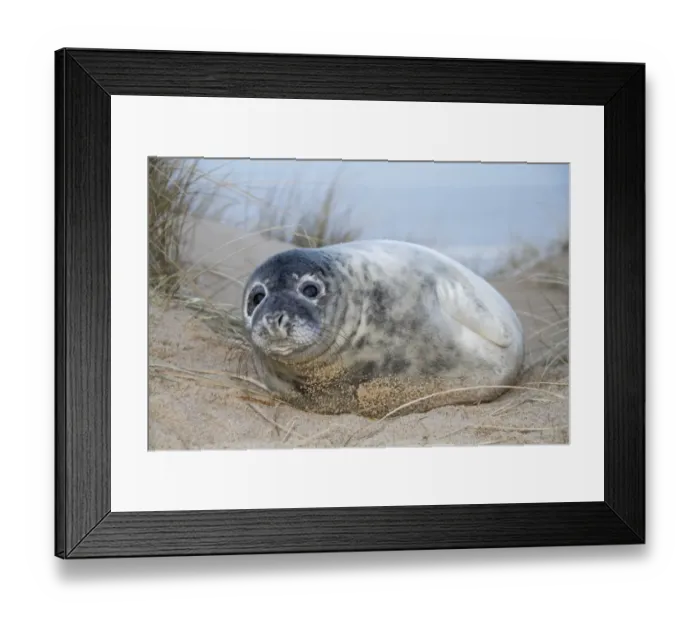 Framed Print : Grey Seal (Halichoerus grypus) pup, resting on beach amongst marram grass, Horsey, Norfolk, England, December Framed Print : Grey Seal (Halichoerus grypus) pup, resting on beach amongst marram grass, Horsey, Norfolk, England, December