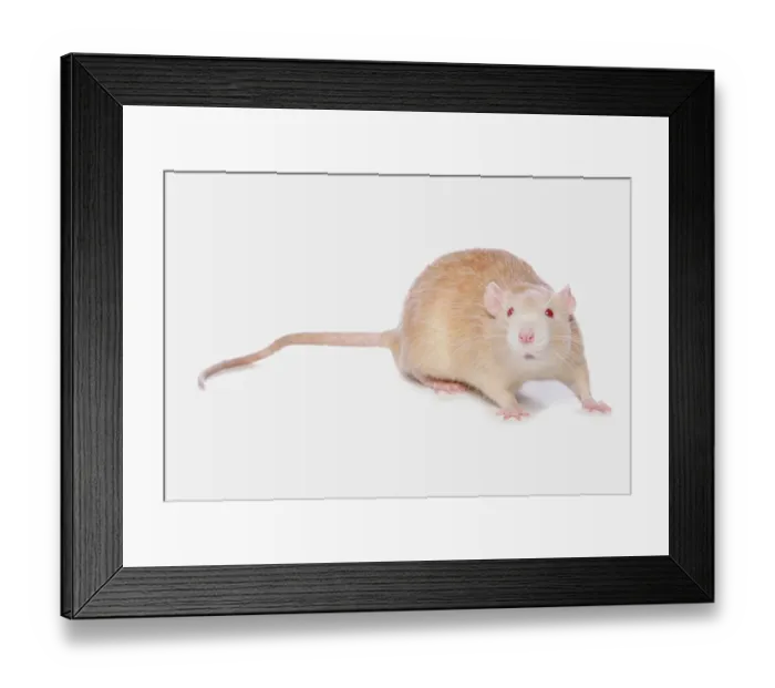 Framed Print : Domestic Rat, albino adult, standing Framed Print : Domestic Rat, albino adult, standing