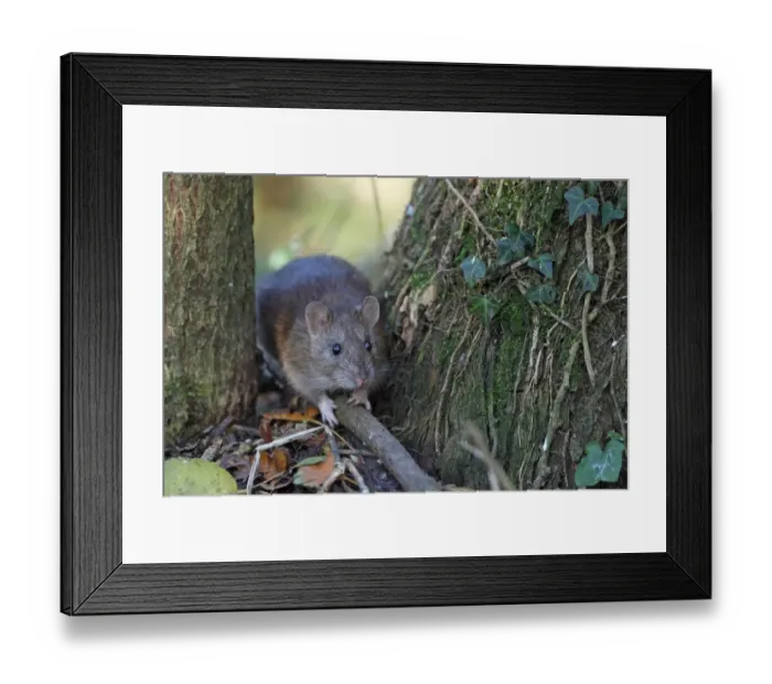 Framed Print : Brown Rat (Rattus norvegicus) adult, standing between tree trunks, Strumpshaw Fen RSPB Reserve, River Yare