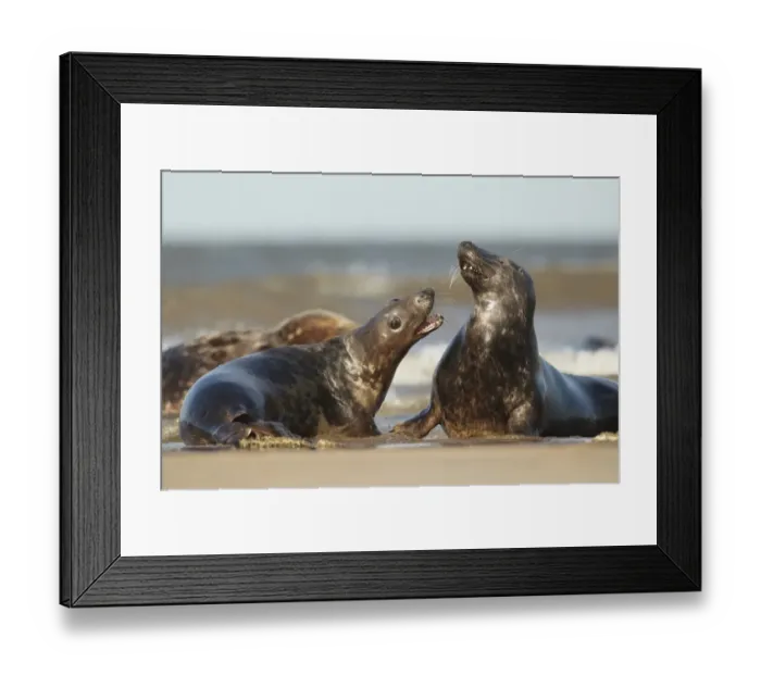 Framed Print : Grey Seal (Halichoerus grypus) two immatures, playfighting on beach, Lincolnshire, England, September