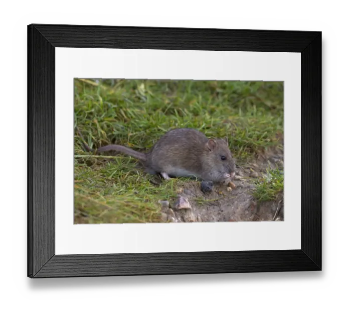 Framed Print : Brown Rat (Rattus norvegicus) immature, feeding, standing on grass, Norfolk, England, December Framed Print : Brown Rat (Rattus norvegicus) immature, feeding, standing on grass, Norfolk, England, December